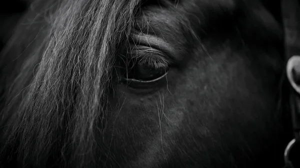 말의 눈. 스톡 사진