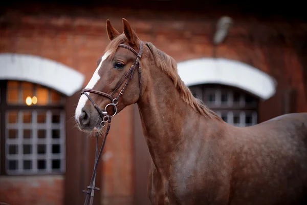 Portret van een rood paard. — Stockfoto