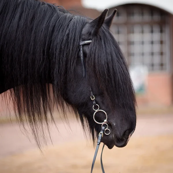 Retrato de un caballo negro. — Foto de Stock