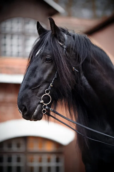 Retrato de un caballo negro. — Foto de Stock