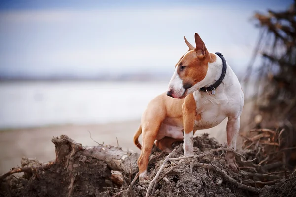 Touro terrier — Fotografia de Stock