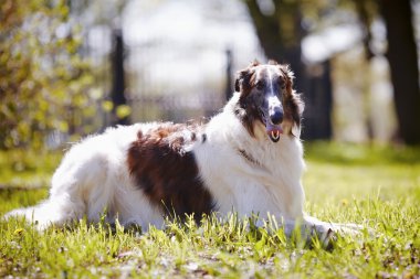 borzoi bir çim üzerinde yalan.