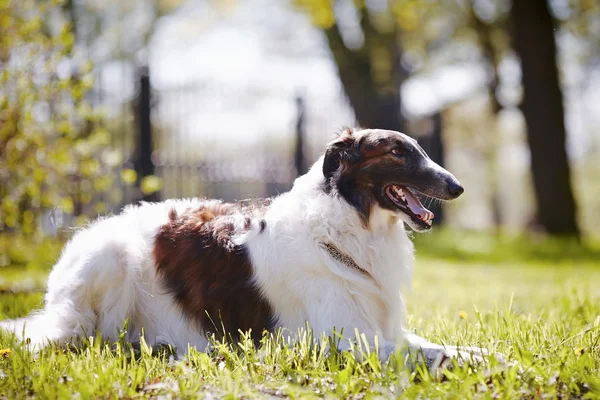 De borzoi ligt op een gras. — Stockfoto