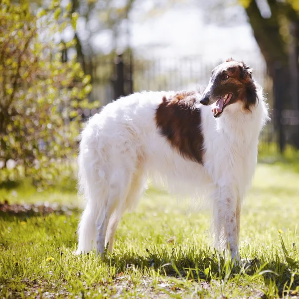 Borzoi. — Stock Photo, Image