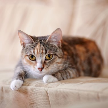Sarı gözlü çok renkli kedi kanepede yatıyor..