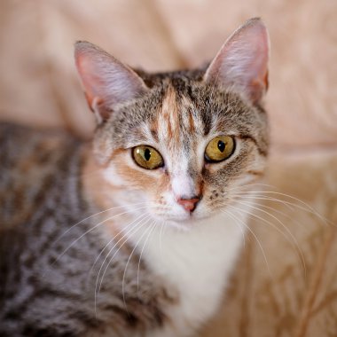 Sarı gözlü çok renkli bir kedi portresi.
