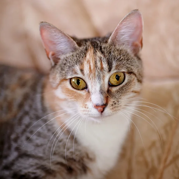 Sarı gözlü çok renkli bir kedi portresi.