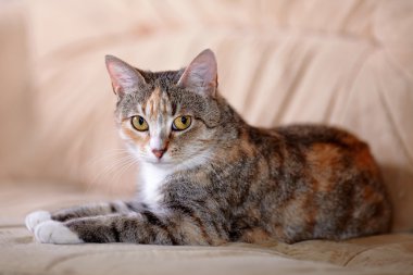 çok renkli kedi kanepede yatıyor..