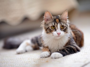 Sarı gözlü çok renkli kedi.