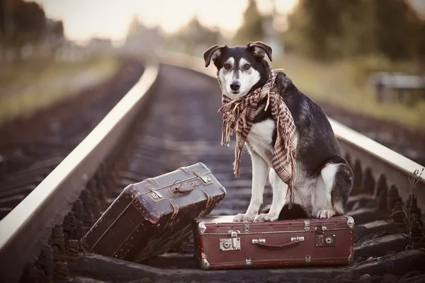 Perro sobre rieles con maletas . — Foto de Stock