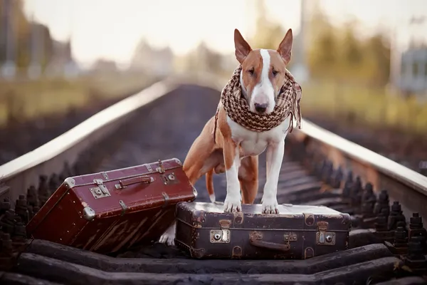 English bull terrier on rails with suitcases. — Stock Photo, Image