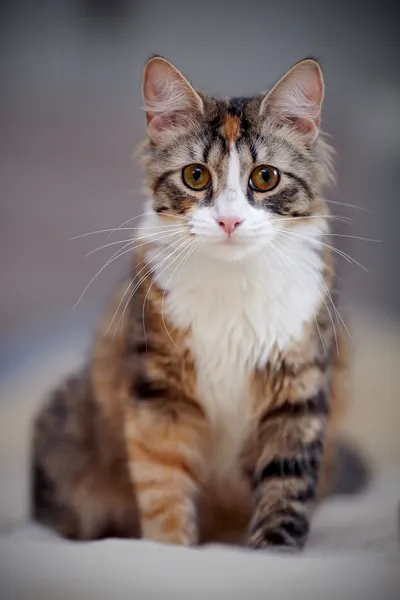 Gato multi-colorido — Fotografia de Stock