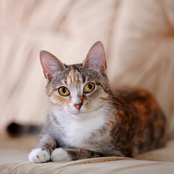 Sarı gözlü çok renkli kedi kanepede yatıyor..