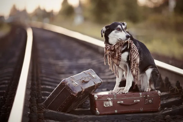 Mongrel on rails with suitcases. — Stock Photo, Image