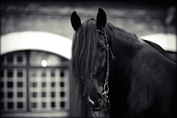 Portret van een zwart paard. — Stockfoto