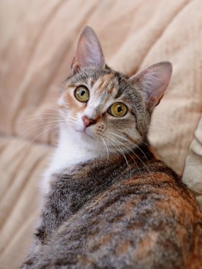 Sarı gözlü çok renkli bir kedi portresi.