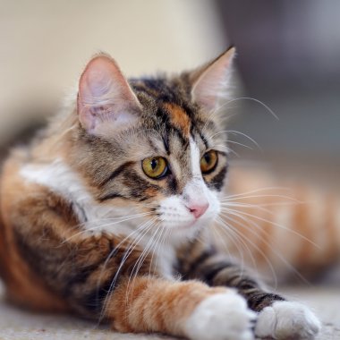 Sarı gözlü çok renkli bir kedi portresi.