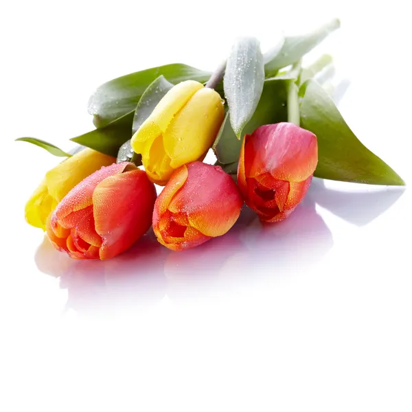 Аромат из желтых и красных тюльпанов . — стоковое фото