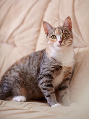 Sarı gözlü çok renkli kedi.