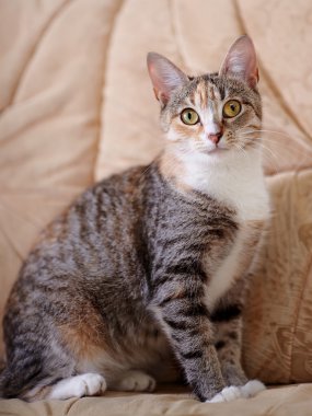 Sarı gözlü çok renkli kedi.