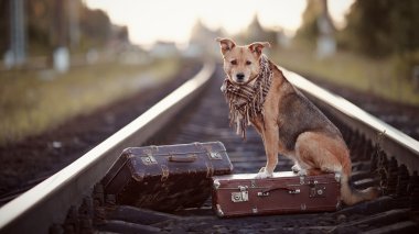 kırmızı köpek bir bavul raylar üzerinde oturur