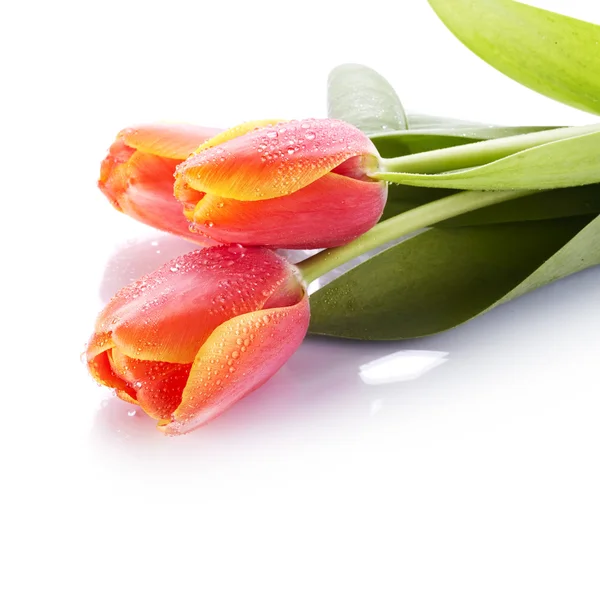 Tulipani — Foto Stock