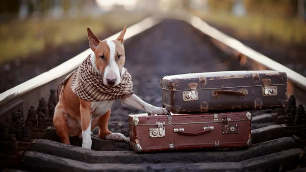 Bavul ile raylar üzerinde İngiliz bull terrier. — Stok fotoğraf