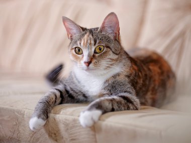 Sarı gözlü çok renkli kedi kanepede yatıyor..