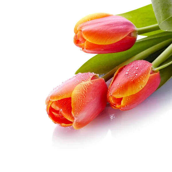 Tulipani — Foto Stock