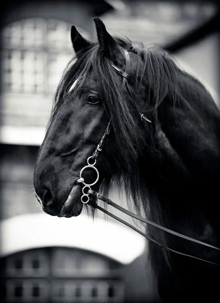 Portrait of a black horse. — Stock Photo, Image