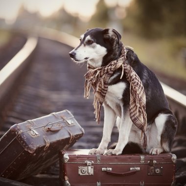 köpek bir bavul raylar üzerinde oturur
