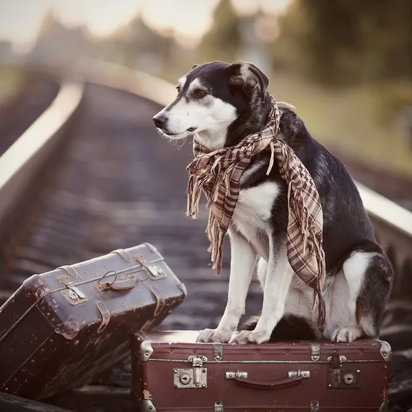 Il cane si siede su una valigia su rotaie Immagini Stock Royalty Free