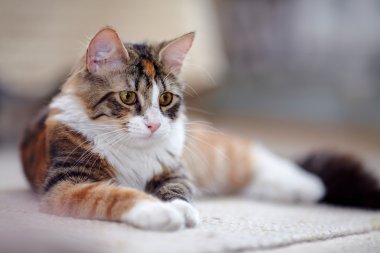 çok renkli kedi 