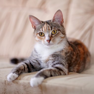 Sarı gözlü çok renkli kedi kanepede yatıyor..