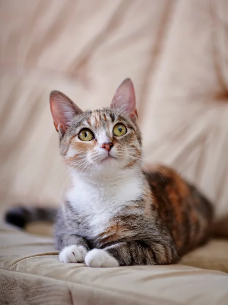 Sarı gözlü çok renkli kedi kanepede yatıyor..