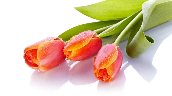 Tulips — Stock Photo, Image