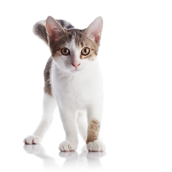 Il gattino costa su uno sfondo bianco . — Foto Stock