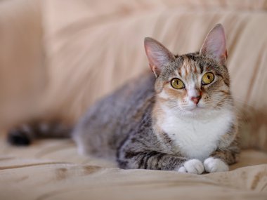 Sarı gözlü çok renkli kedi kanepede yatıyor..