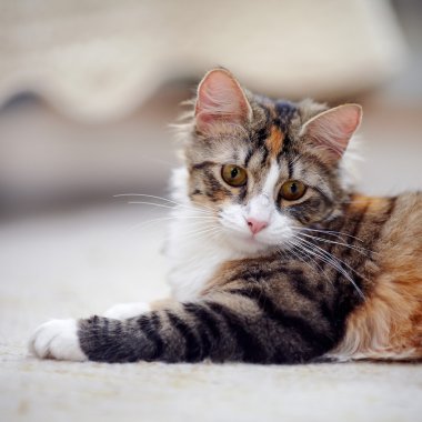 Sarı gözlü çok renkli bir kedi portresi.