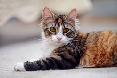Sarı gözlü çok renkli bir kedi portresi.