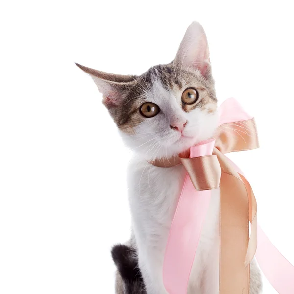 Retrato de un gatito con arco . —  Fotos de Stock