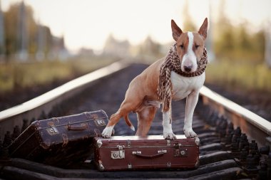 bavul ile raylar üzerinde İngiliz bull terrier.