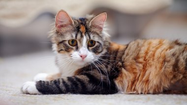 Sarı gözlü çok renkli bir kedi portresi.
