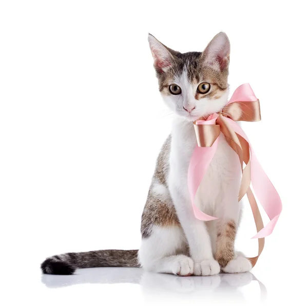 Kitten with a bow. — Stock Photo, Image