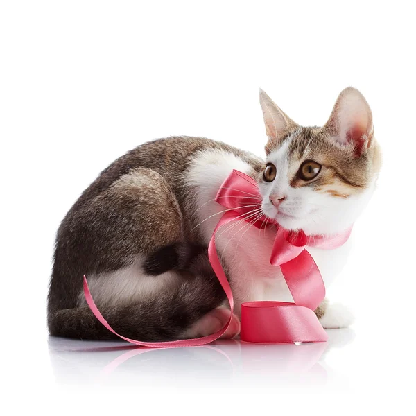 Котенок с розовой лентой . — стоковое фото