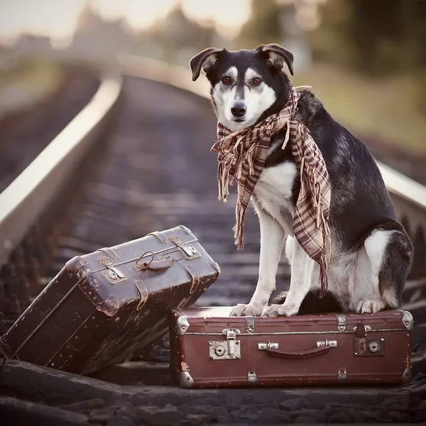 De hond zit op een koffer op rails Stockfoto