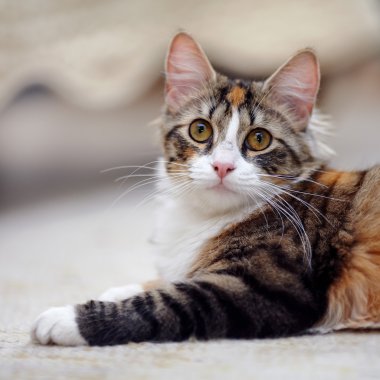 Sarı gözlü çok renkli bir kedi portresi.