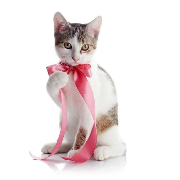 El gatito con una cinta rosa — Foto de Stock