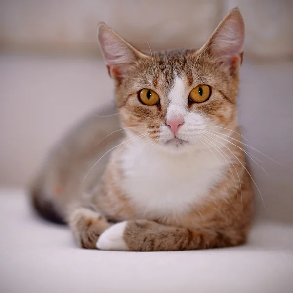 Multi-colored cat with yellow eyes. — Stock Photo, Image