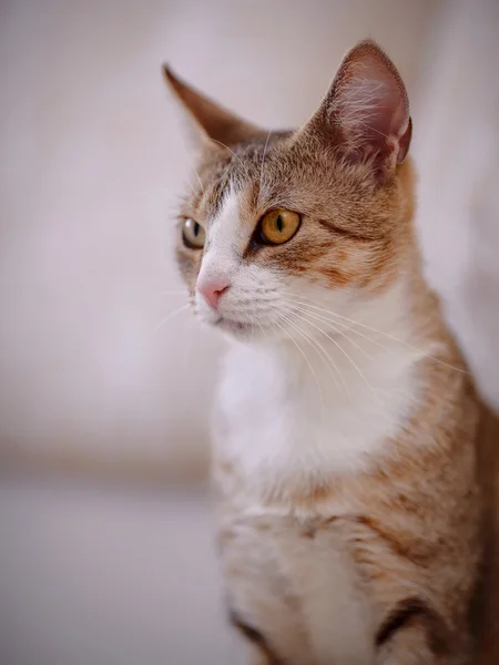 Portrait of a cat with yellow eyes. — Stock Photo, Image